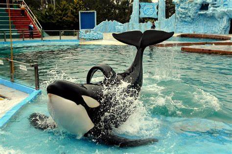 Imagen mundo marino de actividades